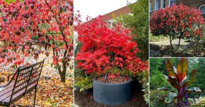15 Best Trees With Red Leaves All Year