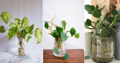 8 Indoor Plants that Grow Better in Water than Soil