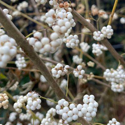 4 Uncommon Trees and Shrubs for Striking Late-Season Interest