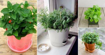 9 Herbs with Shallow Roots for Small Pots and Limited Space Garden
