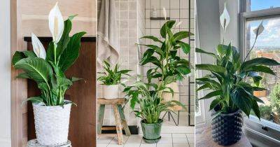 18 Best Places to Keep a Peace Lily in the House