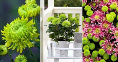 9 Best Green Chrysanthemum Varieties and Meaning
