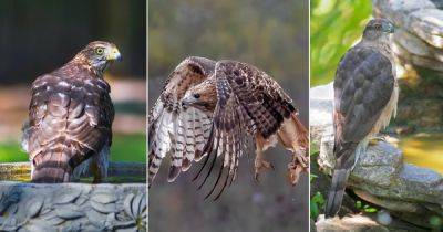 What Does it Mean When a Hawk Visits You? Find Out!