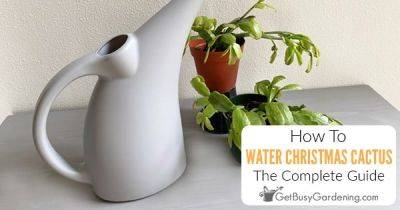 How To Water Christmas Cactus