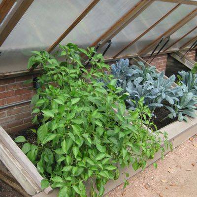 Winter Herb Gardening: Easy Herbs to Grow in a Cold Frame