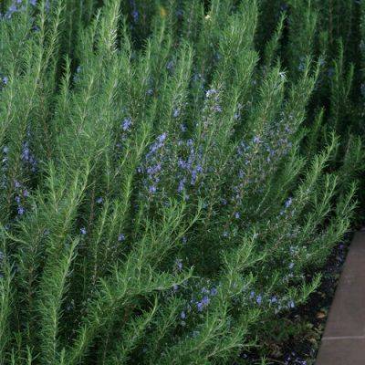 How to Grow Rosemary in the Southeast