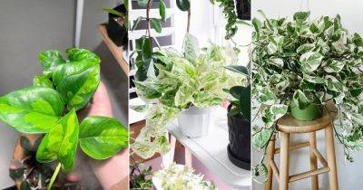 9 Beautiful Variegated Pothos Plants