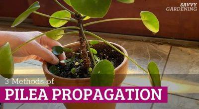 Chinese Money Plant Propagation How-to