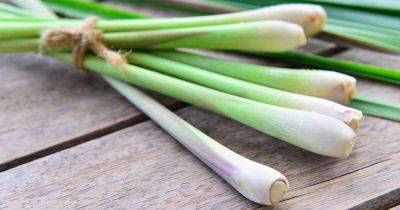 Tips for Growing Lemongrass Indoors