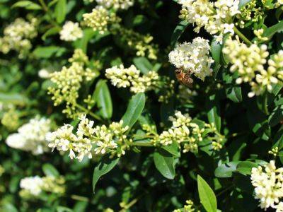 How To Grow Common Privet For Very Special Shrubs And Hedges