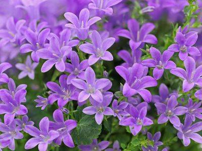 Bring On The Bellflowers: Campanula Varieties For Every Garden