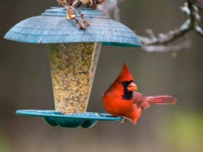 9 Bird Feeding Mistakes To Avoid – And How To Get It Right