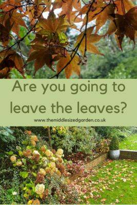 Leave the leaves – the new, easy way to deal with autumn gardens