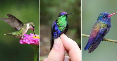 Hummingbird Dream Meaning and Symbolism