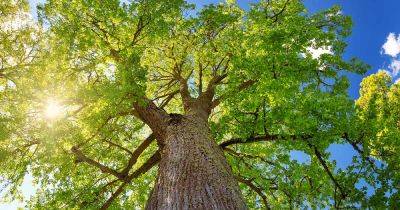 How to Grow and Care for Linden Trees