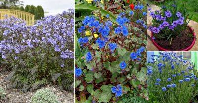 13 Best Blue Wild Flower Plants