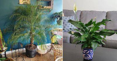 9 Houseplants that Reduce Dust and Particulate Matter