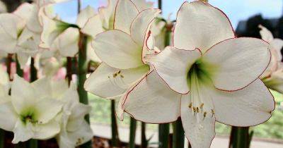 When and How to Repot Amaryllis Bulbs