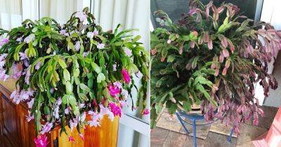 12 Common Christmas Cactus Growing Mistakes to Avoid