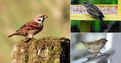What Does it Mean When a Sparrow Visits You