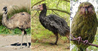 5 Dumbest Birds in the World