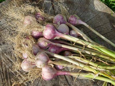 It's not too late to plant garlic