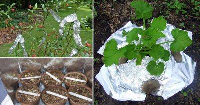9 Ingenious Aluminum Foil Uses in the Garden