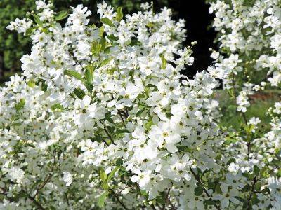 Grow Pearlbush (Exochorda Racemosa) For True Floral Treasures