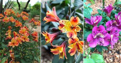Alstroemeria Flower Meaning and Symbolism