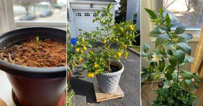 Lemon Tree Growth Stages Explained