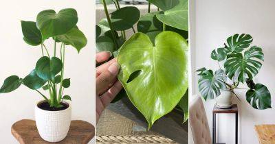 Monstera Fenestration Stages: When Does Monstera Leaves Split
