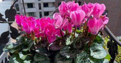 Common Reasons Why Cyclamen Fails to Bloom