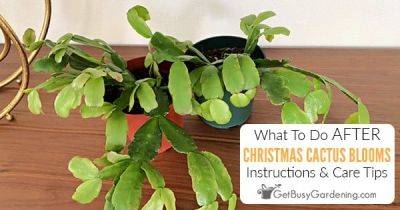 What To Do With Christmas Cactus After Blooming (5 Tips!)