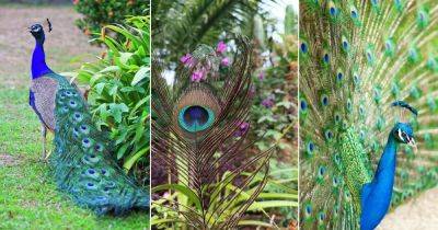 What is the Meaning of Peacock Feathers?
