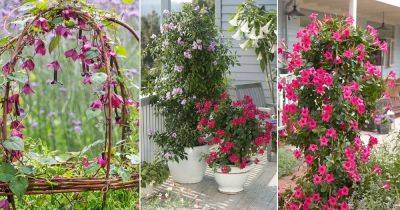 9 Stunning Vines with Pink Flowers