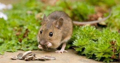Wildlife watch: Field mouse