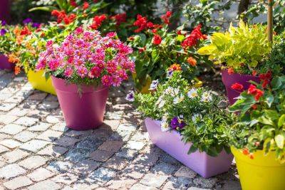 25 best plants for shallow pots and containers