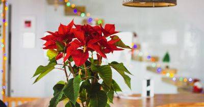 Eight things you need to know about growing poinsettias