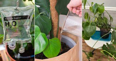 8 Pro Monstera Watering Tips Everyone Should Know