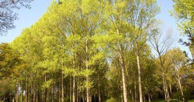 How to Grow and Care for an Aspen Tree