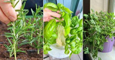 6 Best Indoor Herbs to Grow from Cuttings for Culinary Delights