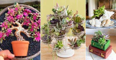 24 Ideas on Creating a Succulent Garden From Unusual Items