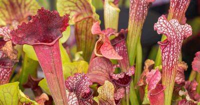How to Identify and Control 11 Pitcher Plant Pests
