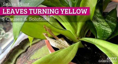 Snake plant leaves turning yellow: 9 causes and solutions