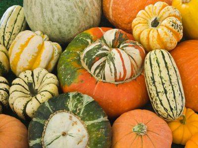 Sweetest Squash Varieties: 6 Of The Best For Every Edible Garden