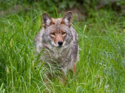 What Does It Mean When a Coyote Crosses Your Path