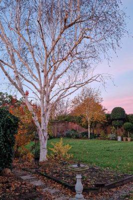 Top tips for trees – what you really need to know before you prune your trees