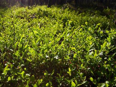 Blueberry Sod: Why Blueberries Are The Perfect Ground Cover