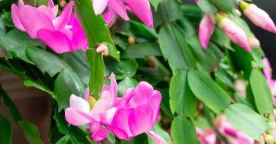 Why Is My Christmas Cactus Dropping Leaves? 7 Solutions