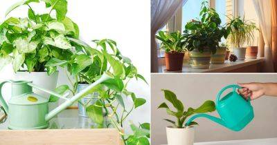 How To Water Indoor Plants So They Never Die